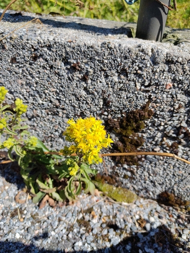 European goldenrod