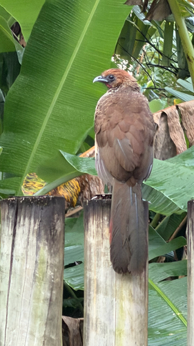 East Brazilian Chachalaca