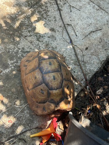Greek Tortoise