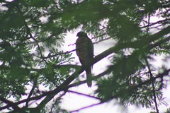 Accipiter minullus