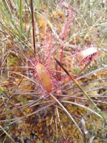 Great Sundew