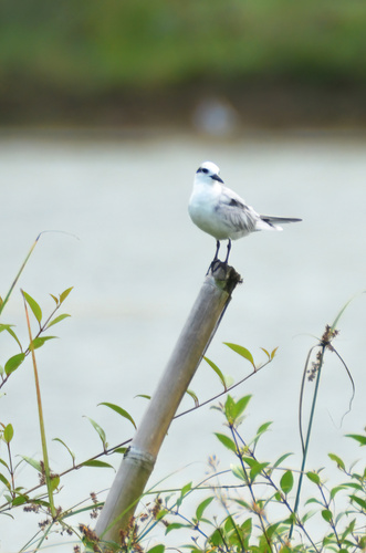 iNaturalist image