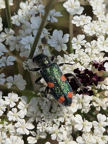 Trichodes quadriguttatus