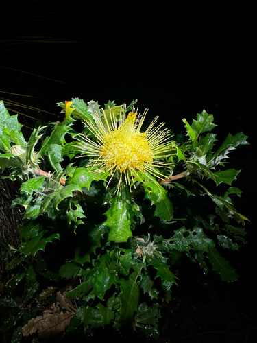 Banksia undata