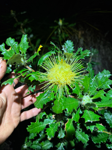 Banksia undata, photograph 2
