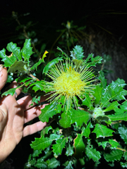 Banksia undata, photograph (c) Tyler Anthony, some rights reserved (CC BY)