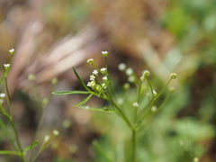 Apiastrum angustifolium