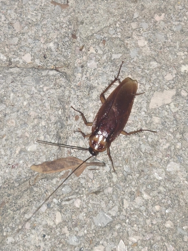 American Cockroach