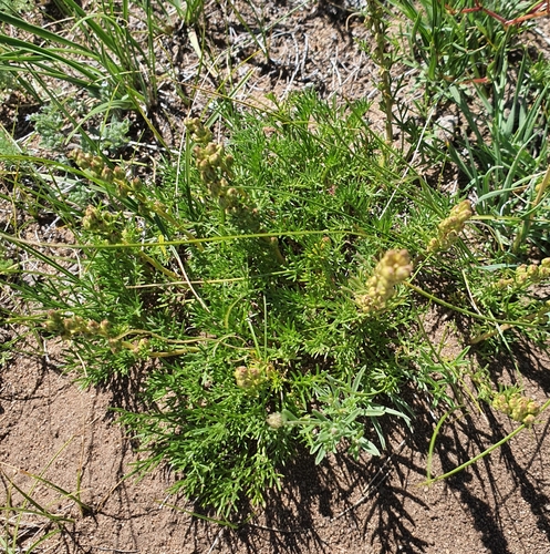 Artemisia laciniata, photograph 2