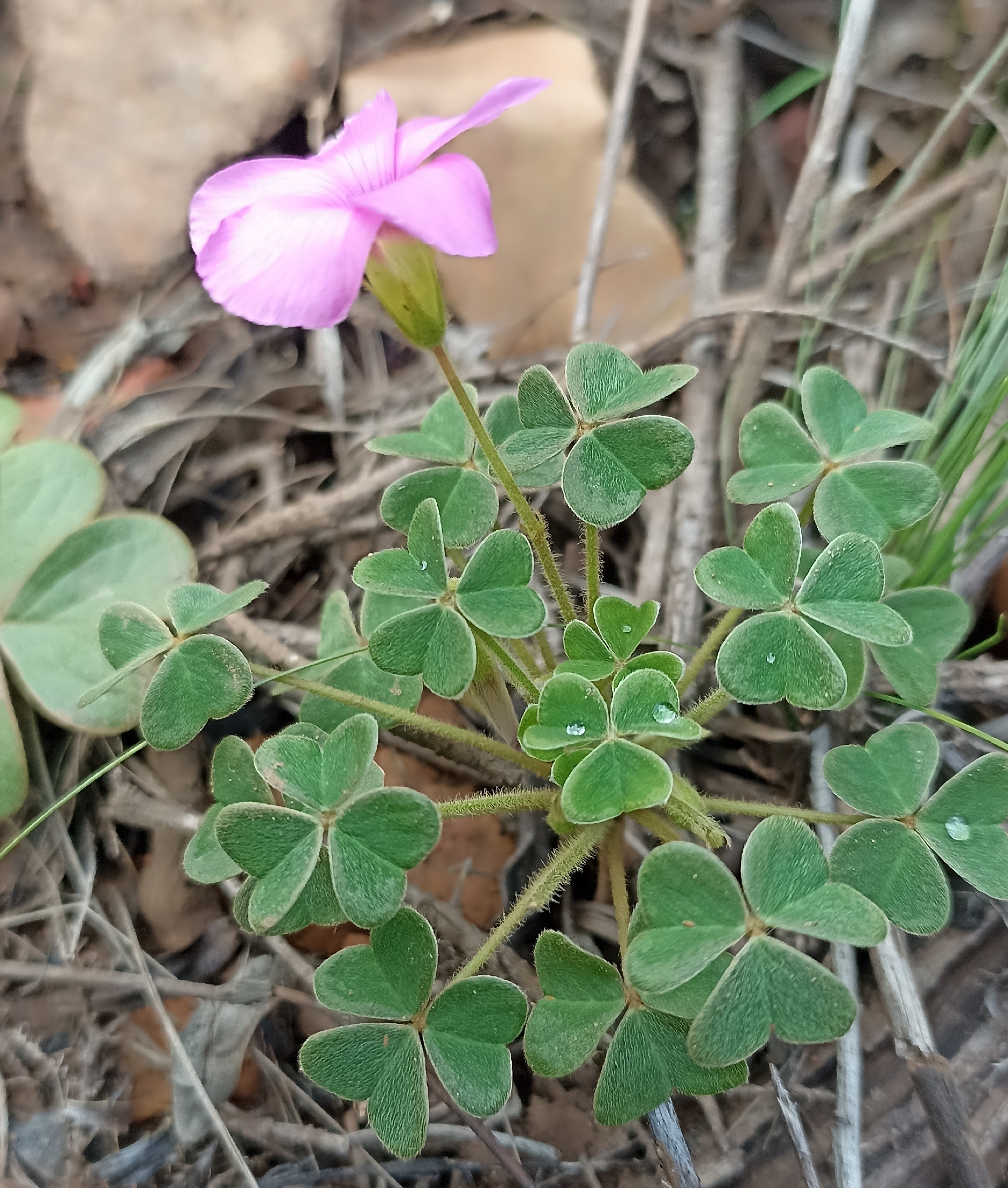 Oxalis lanata L.fil.