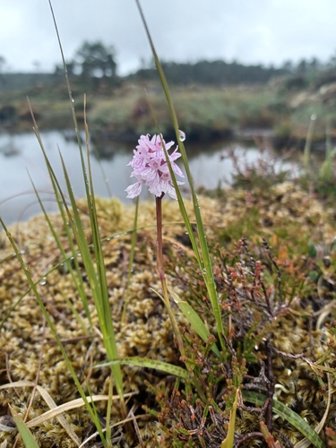 heath spotted orchid