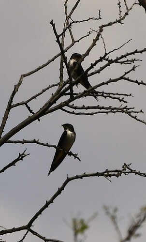 iNaturalist image