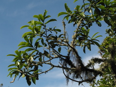 Daphnopsis caracasana