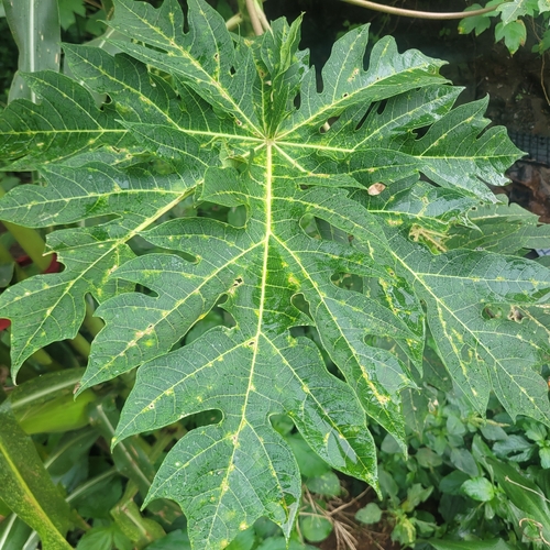 Papaya