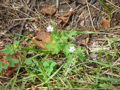 Geranium bicknellii