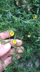 Hermannia verticillata