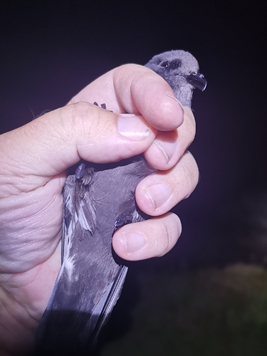 European Storm Petrel (Hydrobates pelagicus), photo 8