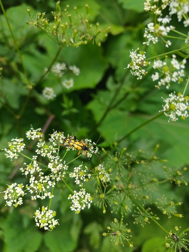 Spotted Longhorn Beetle