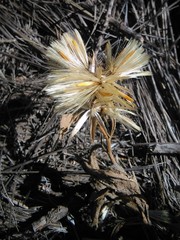 Trixis cacalioides