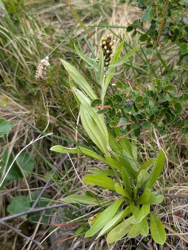 Omalotheca norvegica, photograph 6