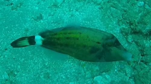 Cantherhines fronticinctus observed 2026-06-21