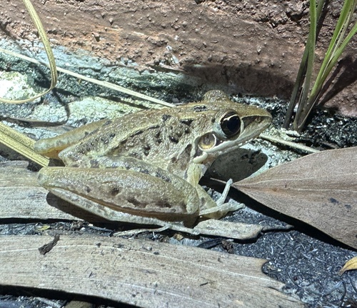 Litoria nasuta