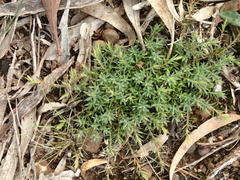 Acrotriche serrulata