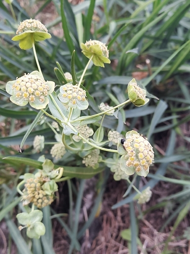 Bupleurum angulosum, photograph 4