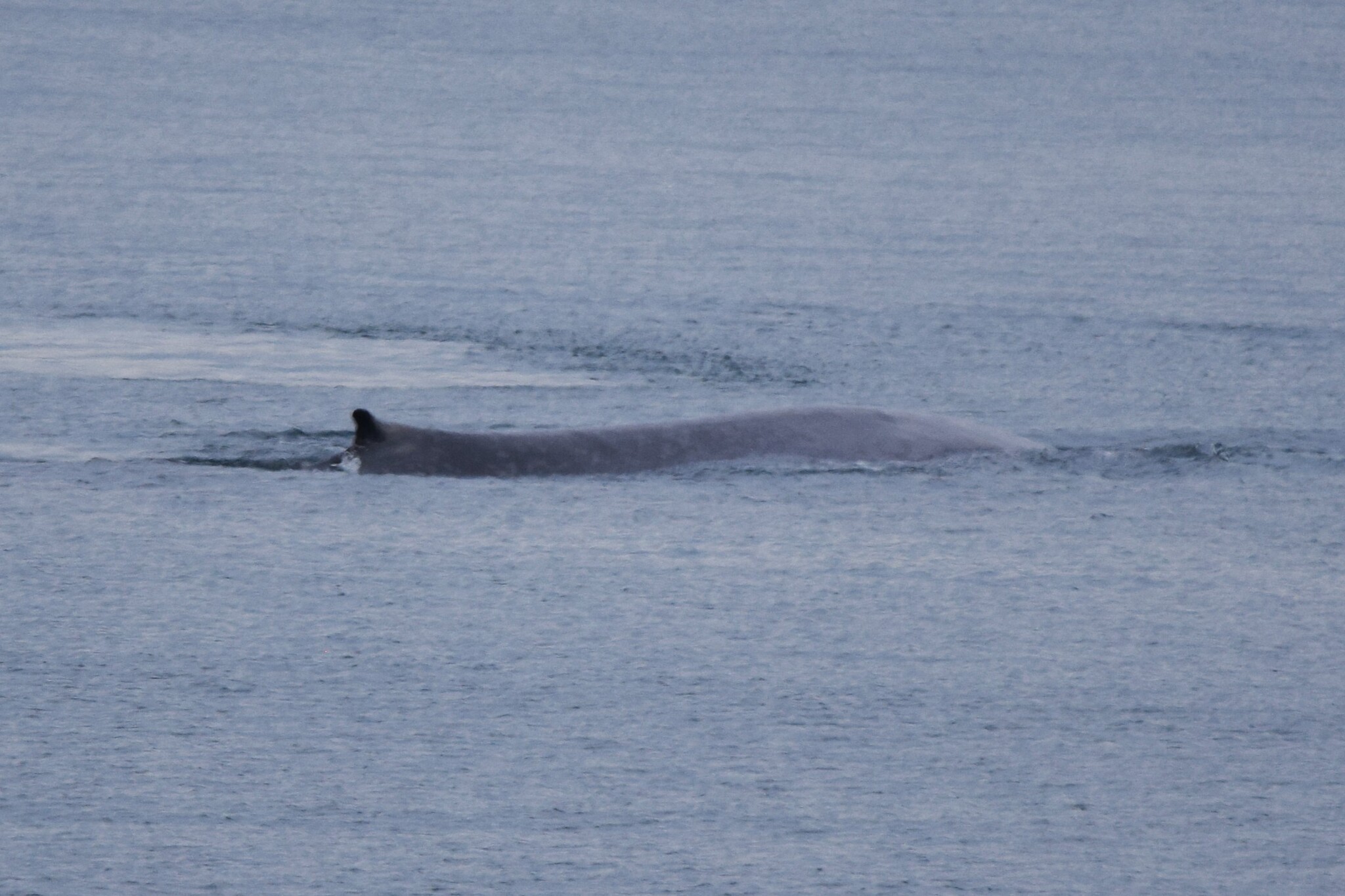 Balaenoptera musculus