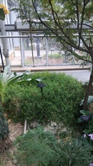 Hermannia verticillata