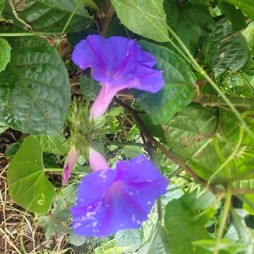 oceanblue morning glory