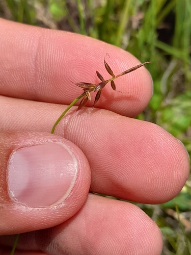 Carex pulicaris, photograph 5
