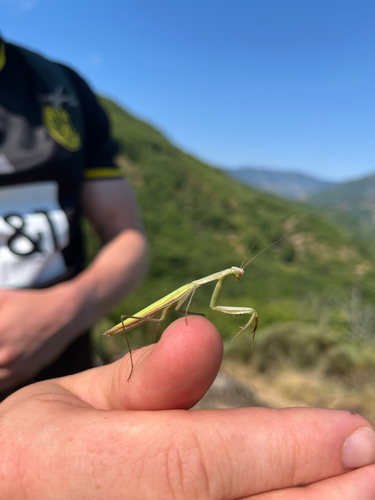 European Mantis