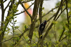 Dryobates pubescens