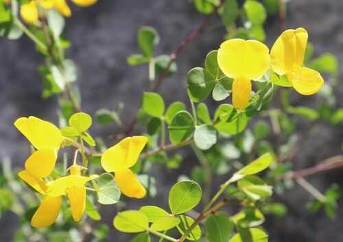 Cytisophyllum sessilifolium, photograph 4