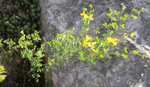 Cytisophyllum sessilifolium, photograph 5