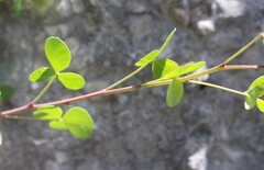 Cytisophyllum sessilifolium, photograph (c) Lídia Carrera, some rights reserved (CC BY)