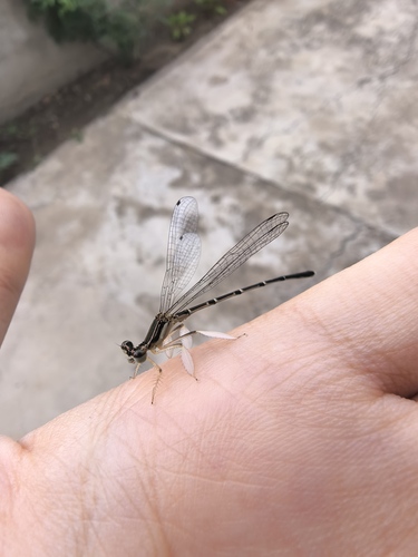 Platycnemis phyllopoda