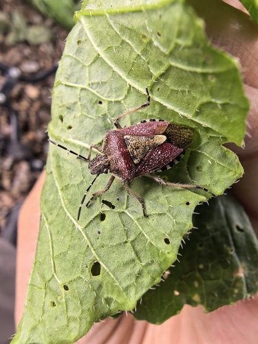 Sloe Bug