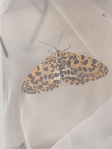 Orange Magpie Moth