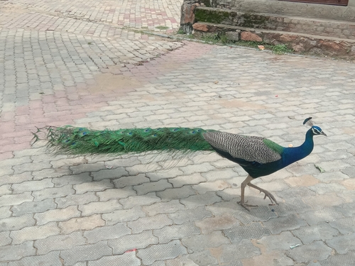 Indian Peafowl