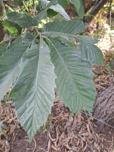 Chestnut leaf on the woodland floor