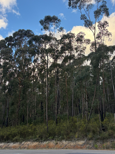 Eucalyptus sieberi, photograph 4