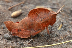 Lobosceliana loboscelis