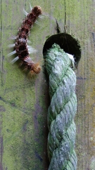 Euproctis latifascia