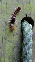 Euproctis latifascia