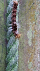 Euproctis latifascia