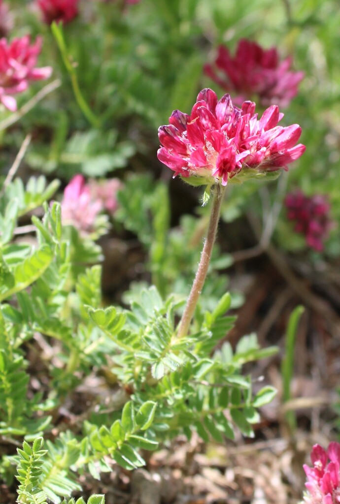 Anthyllis montana (Anthyllis montana)