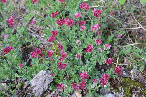 Anthyllis montana, photograph 6