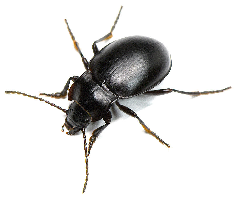 Metrius contractus sericeus